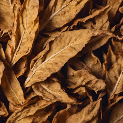 SOFT TOBACCO FA2857
