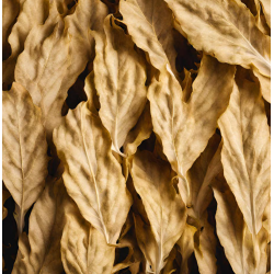 BLONDE TOBACCO FA2866