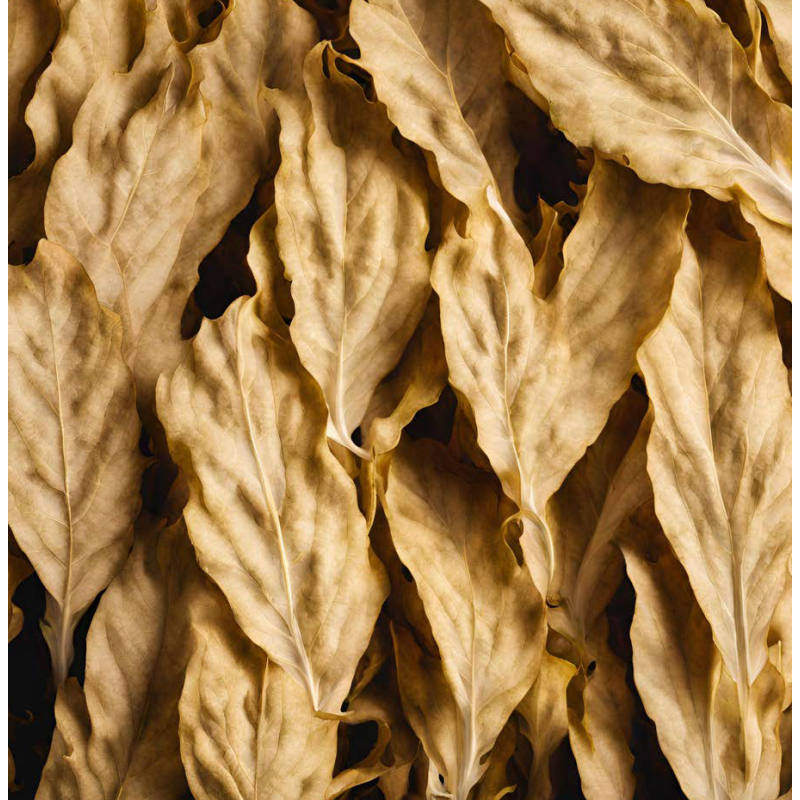 BLONDE TOBACCO FA2866