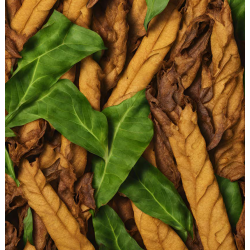 TROPICAL AROMATIC TOBACCO...