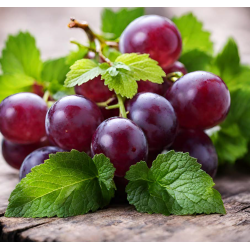 GRAPE WITH MINT TOUCH FA1735