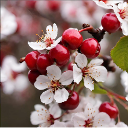 PINK VELVET (floral cherry)...