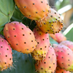 WILD PRICKLY PEAR FA3533