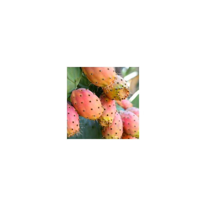 WILD PRICKLY PEAR FA3533