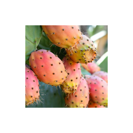 WILD PRICKLY PEAR FA3533