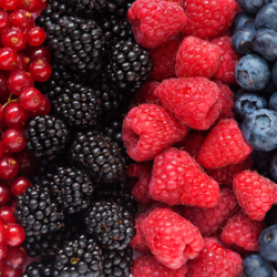 EXOTIC BERRIES FA3534