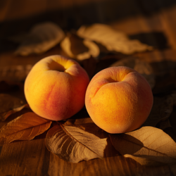 APRICOT YELLOW PEACH...